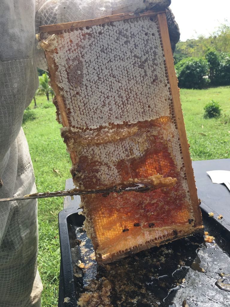A honeycomb frame with honeycomb cells and a knife.