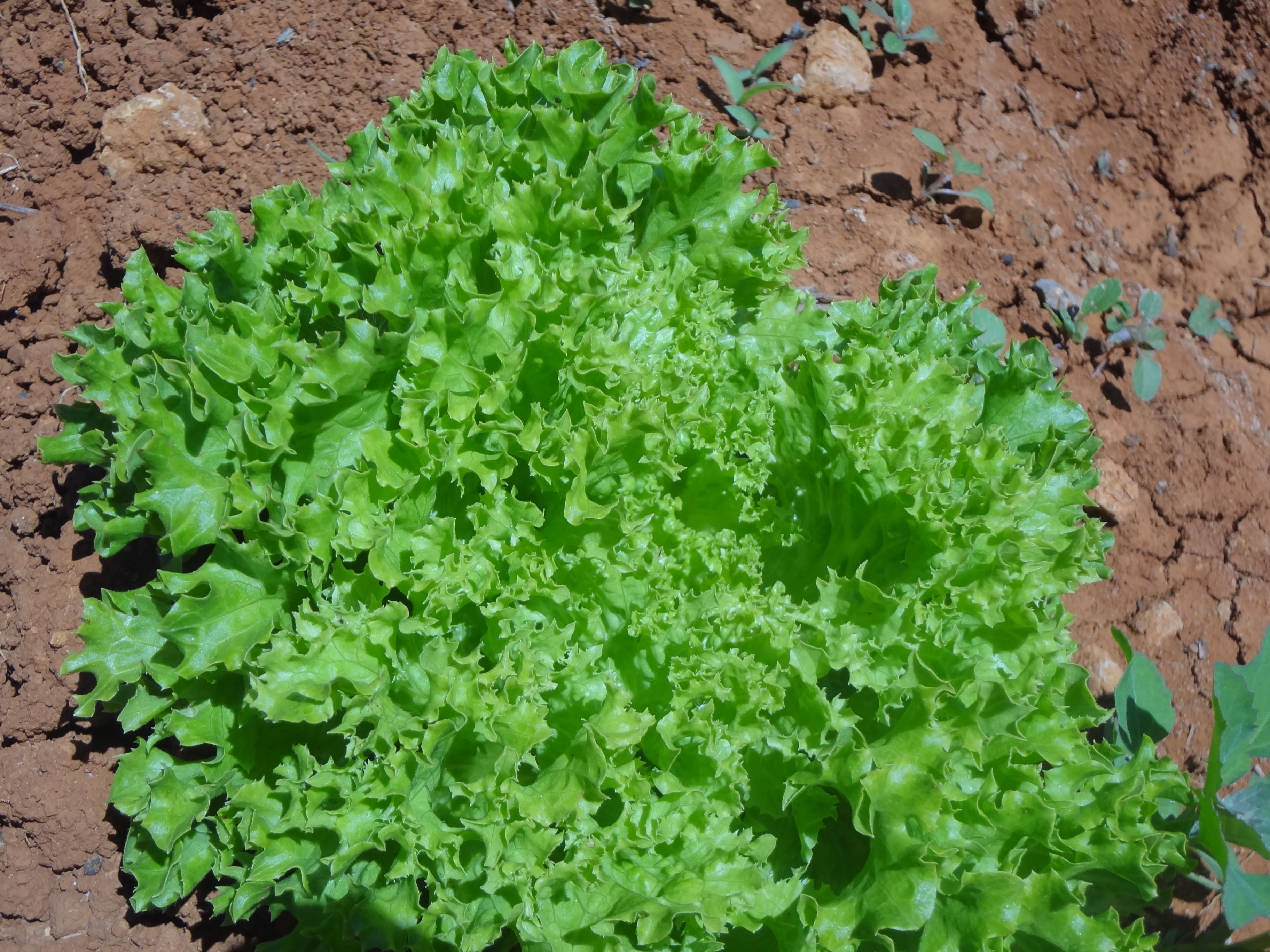 Photo - Agroturismo Sa Vinya d'en Palerm