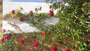 Una pared cubierta de rosas trepadoras bajo un cielo azul despejado.