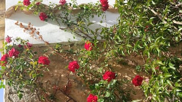 Jardín