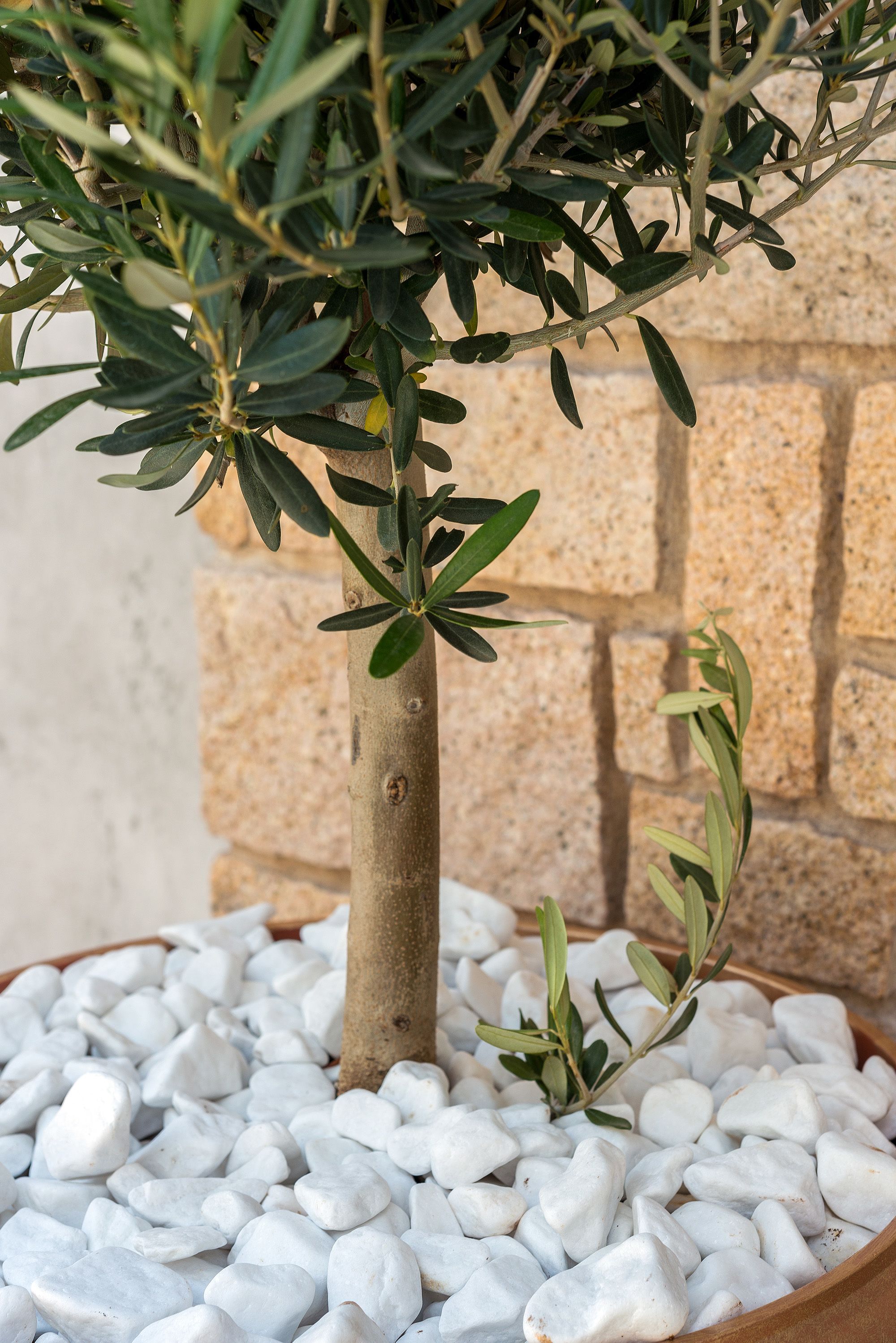 A potted plant with a small tree and white pebbles.