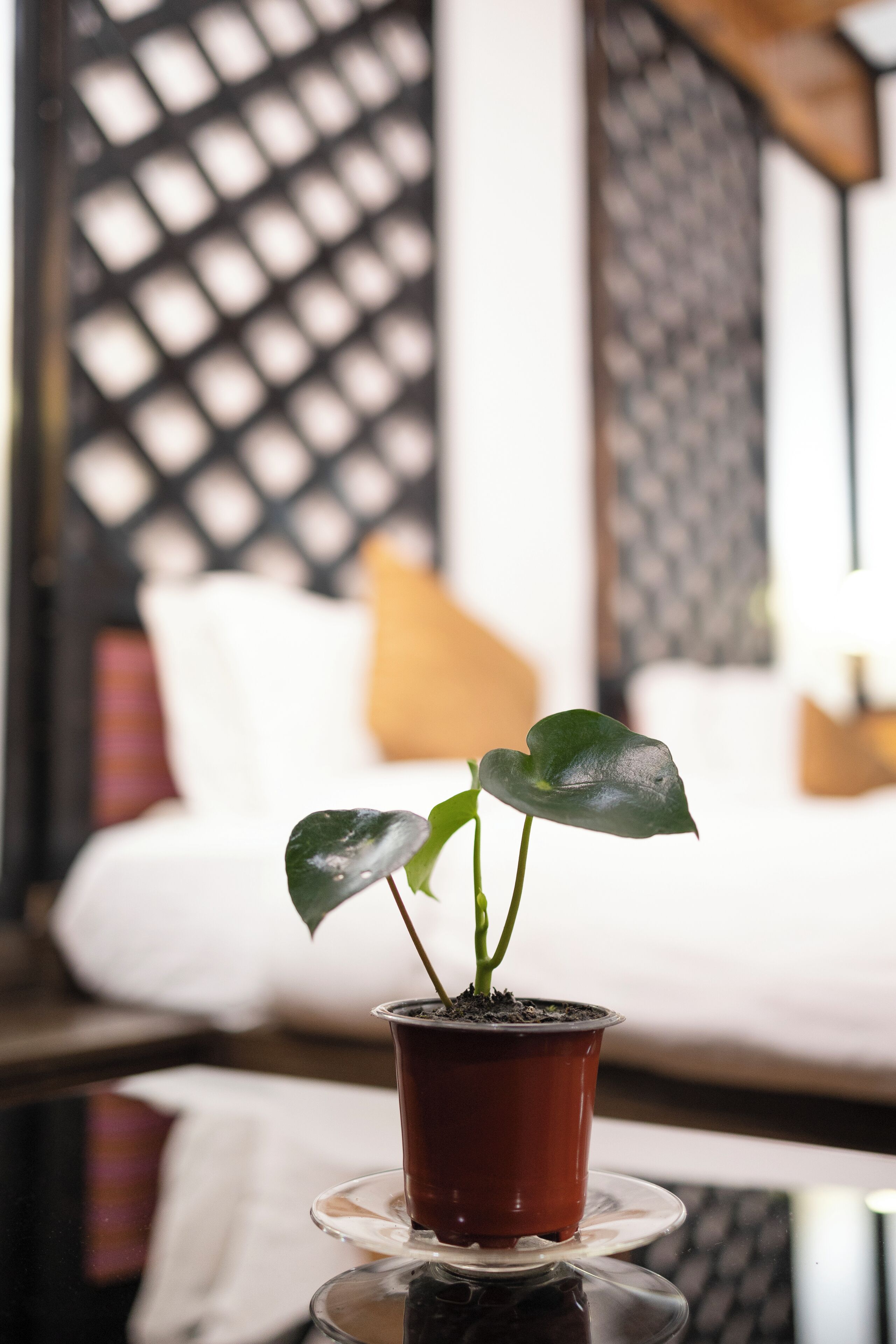 Una planta en maceta sobre una mesa de vidrio en una habitación con un sofá blanco y cojines estampados.