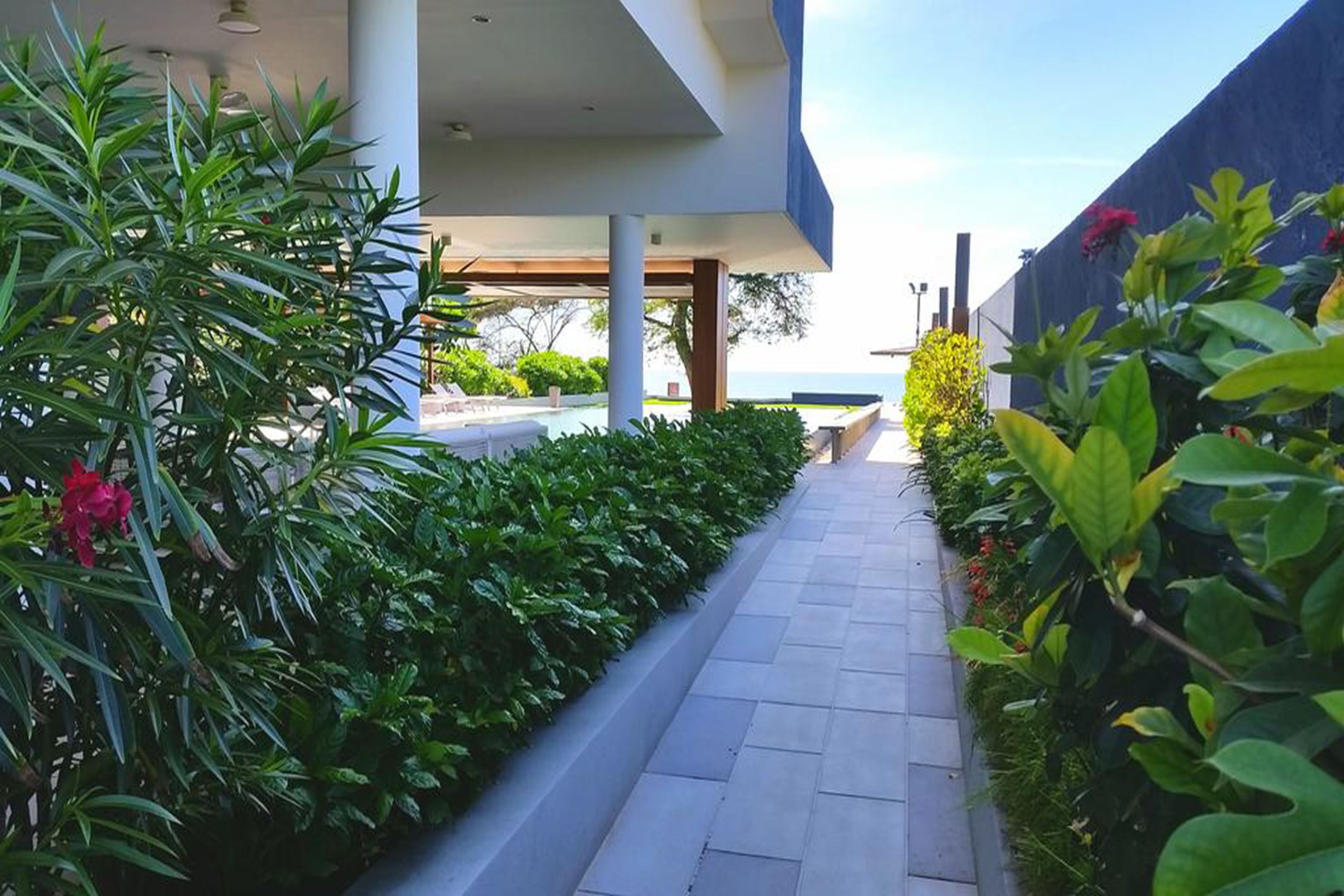 A pathway lined with lush greenery and a view of the sea.