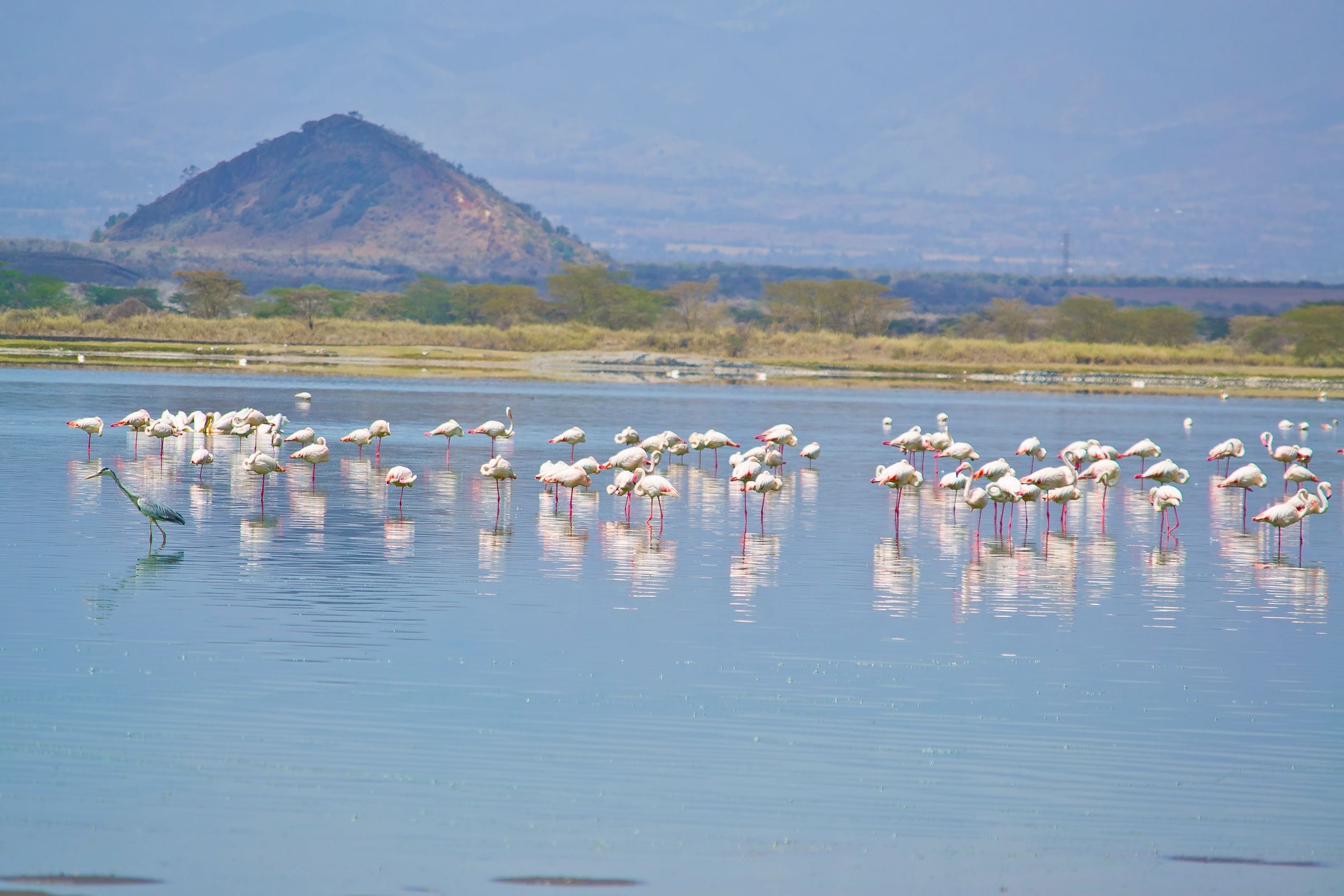 A large body of water with numerous flamingos standing in it.
