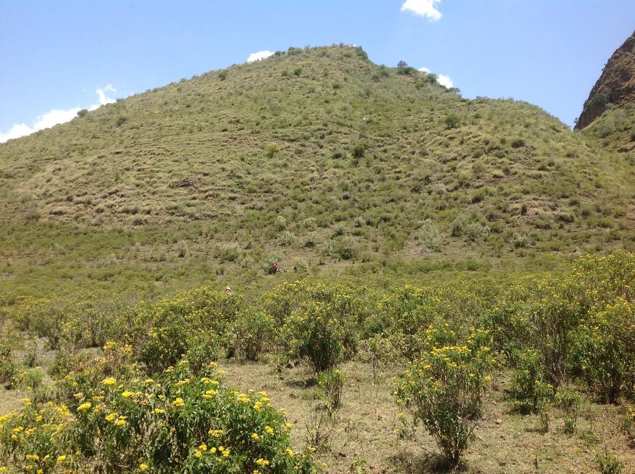 A hilly landscape with sparse vegetation and yellow flowers in the foreground.