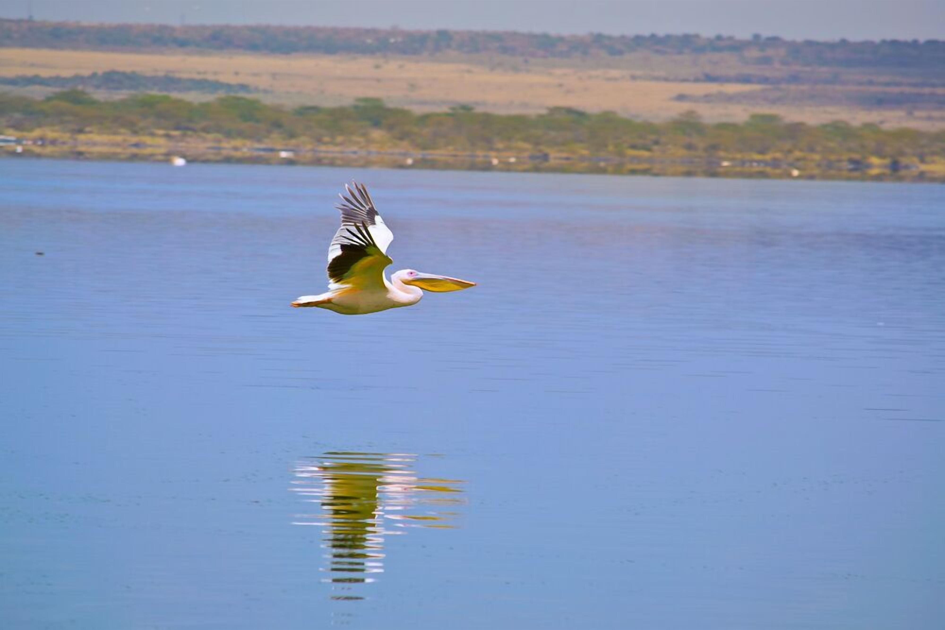 A bird flying over a calm body of water with a distant shoreline.