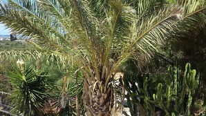 A palm tree with a thick trunk and a dense crown of green fronds. - Baglio il Giovinetto (Marsala)