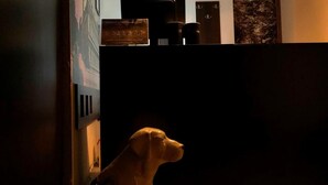 A dog sitting in a dimly lit room with a tiled floor, a reception desk, and a wall-mounted light fixture. - Hotel Diter (Sofia)