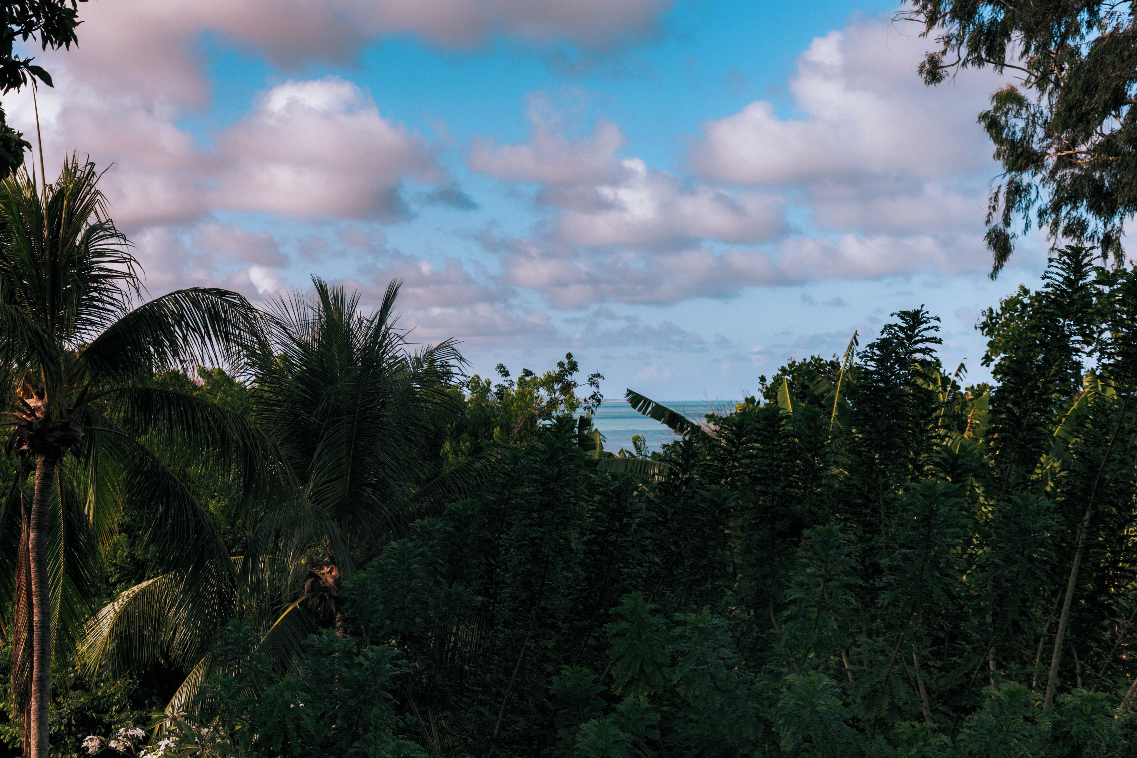 Floresta tropical densa com vista para o oceano.
