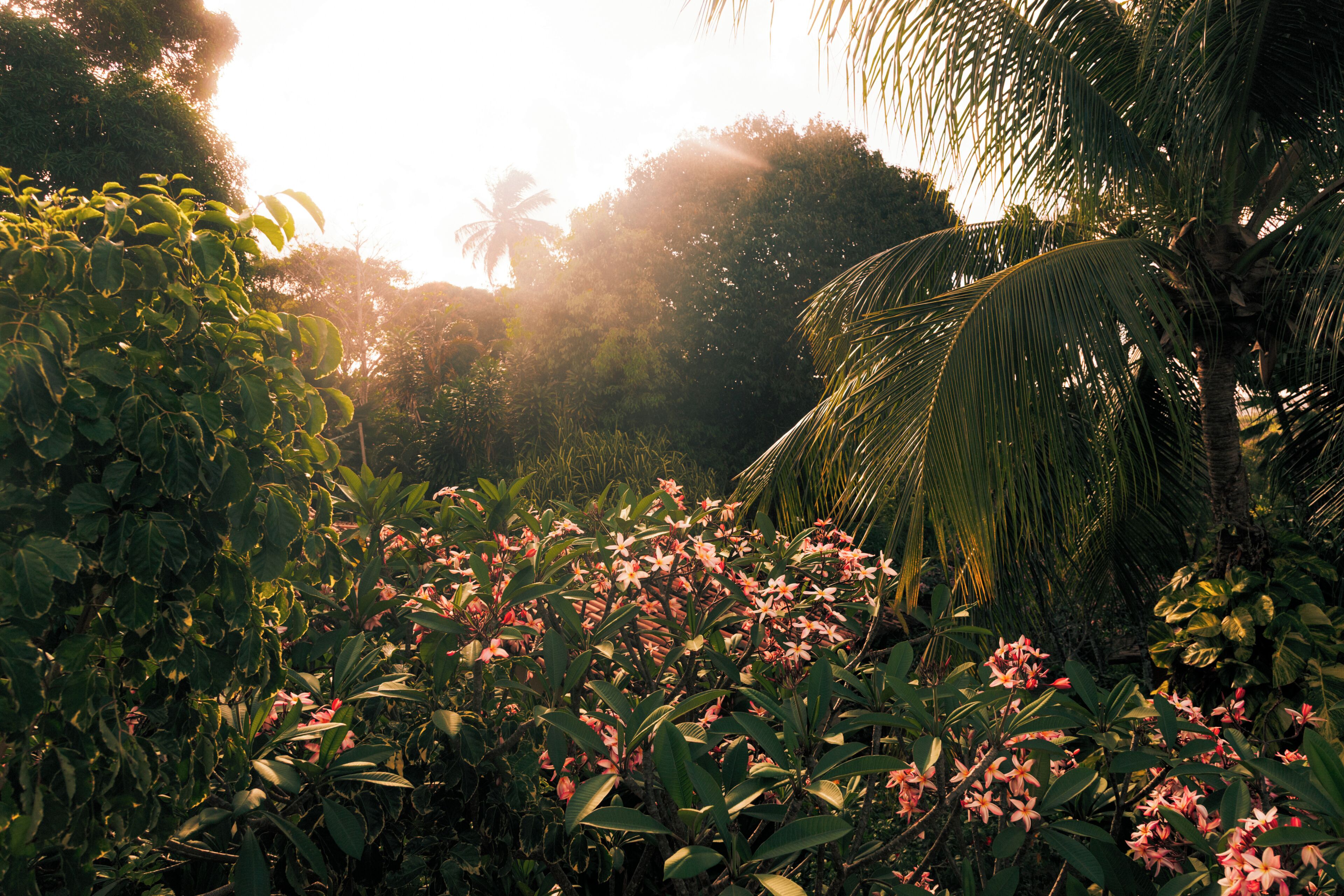 Um jardim exuberante com folhagem densa e plantas floridas.