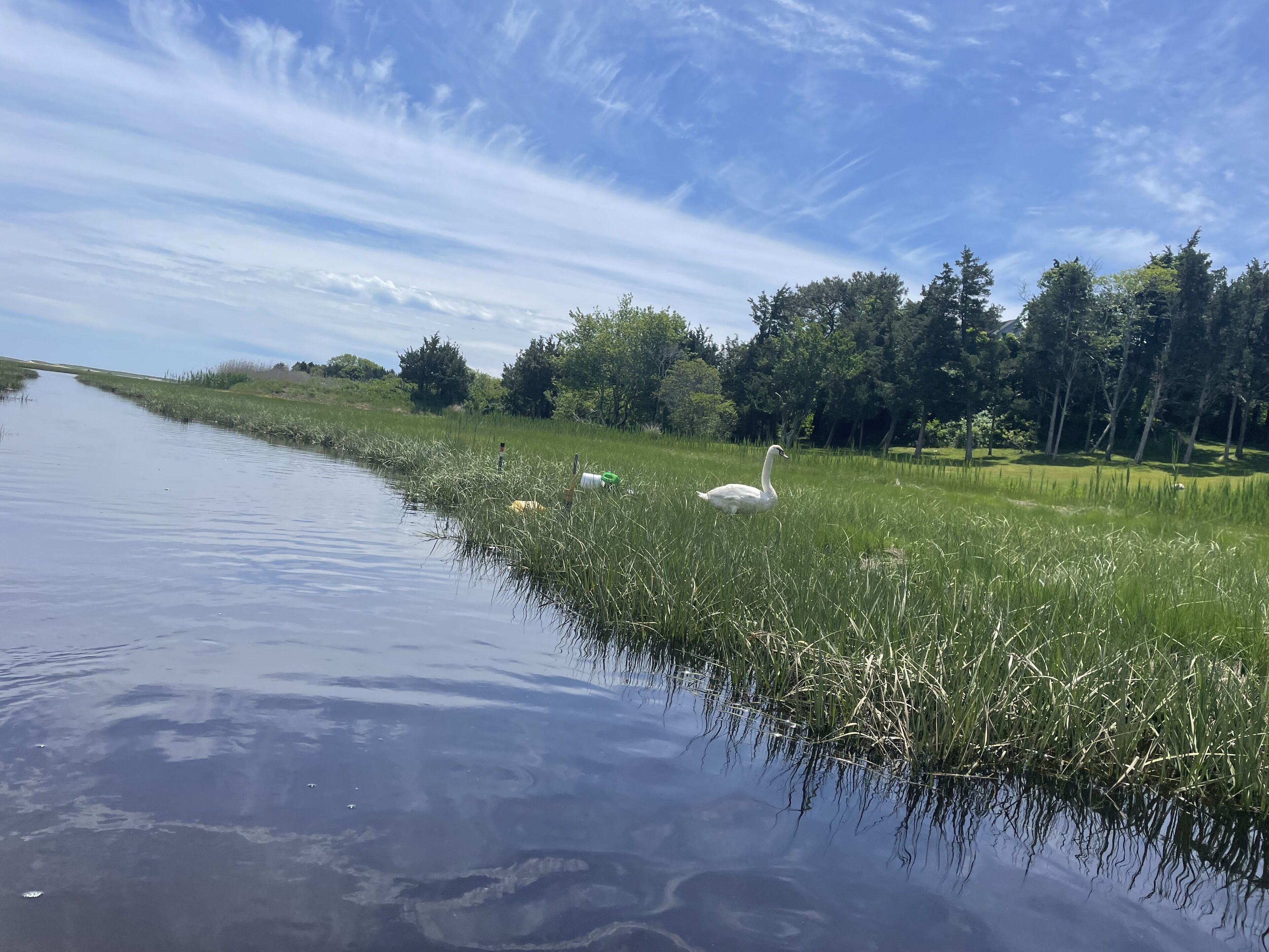 Ein ruhiger See mit Schwänen und üppigem Grün.