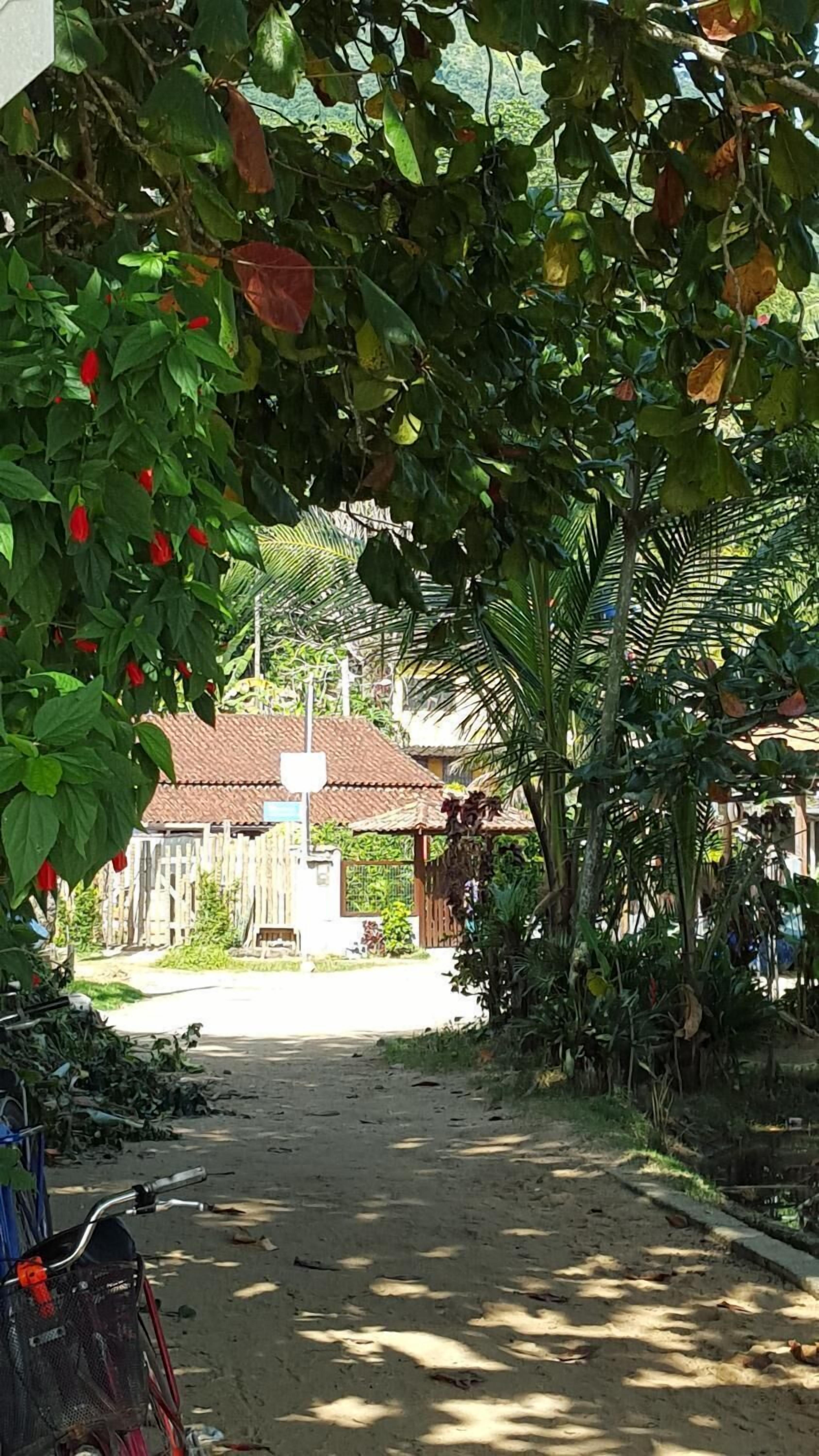 A pathway leading to a house with a tiled roof, surrounded by lush greenery and a parked bicycle.