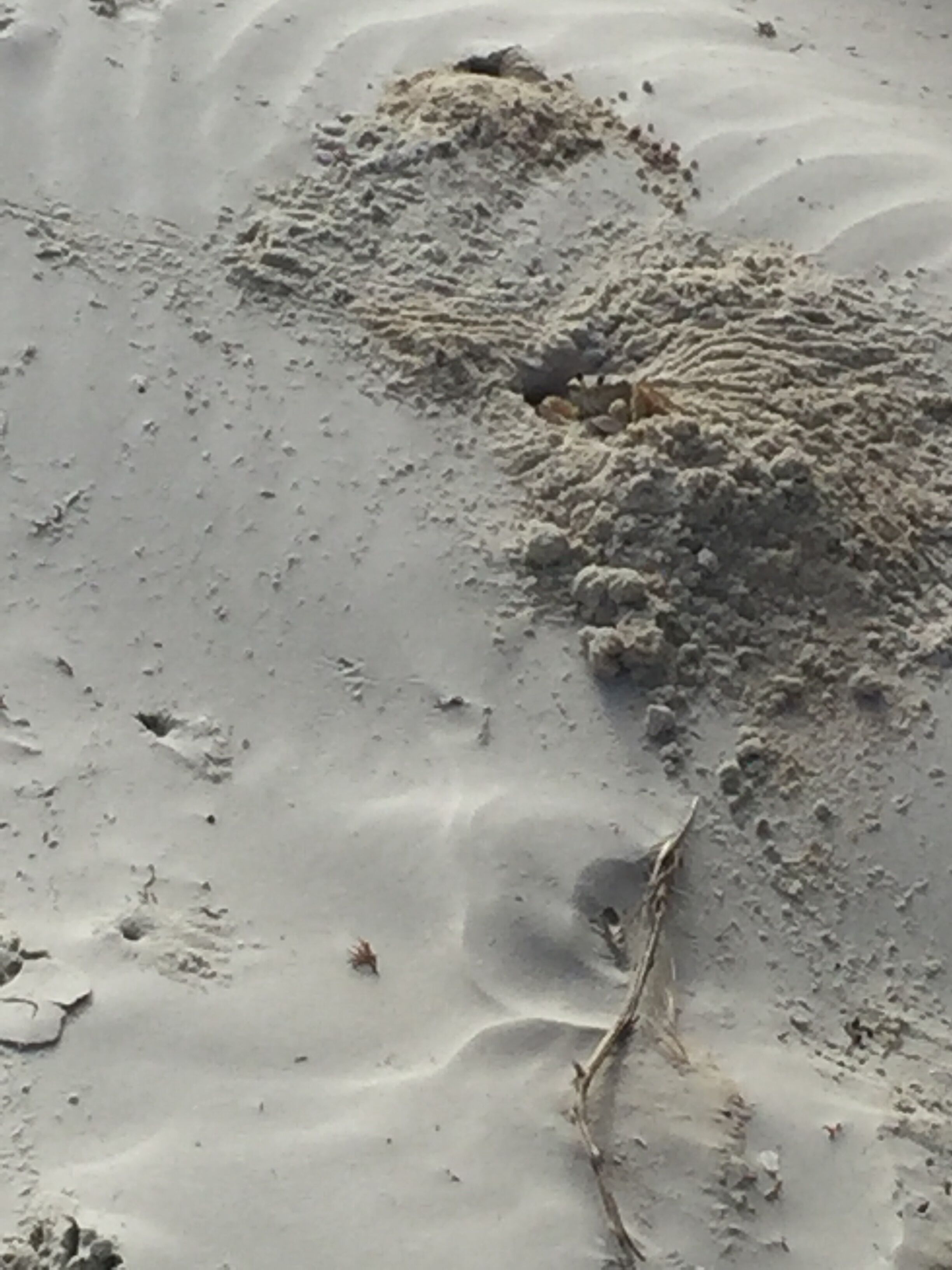 Una playa arenosa con huellas y un pequeño montículo de arena.