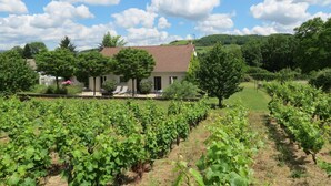 A vineyard with rows of grapevines, a house with a red roof, and a clear blue sky with clouds.