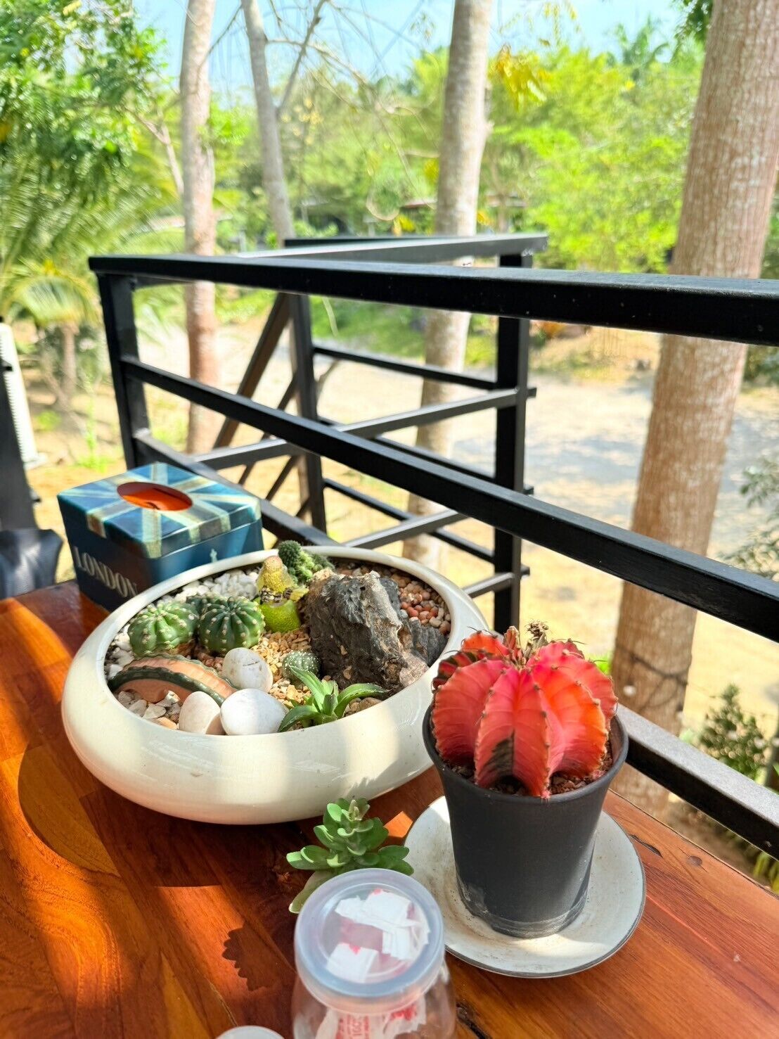 A wooden table with a potted cactus, a small succulent, and a container of tissues.