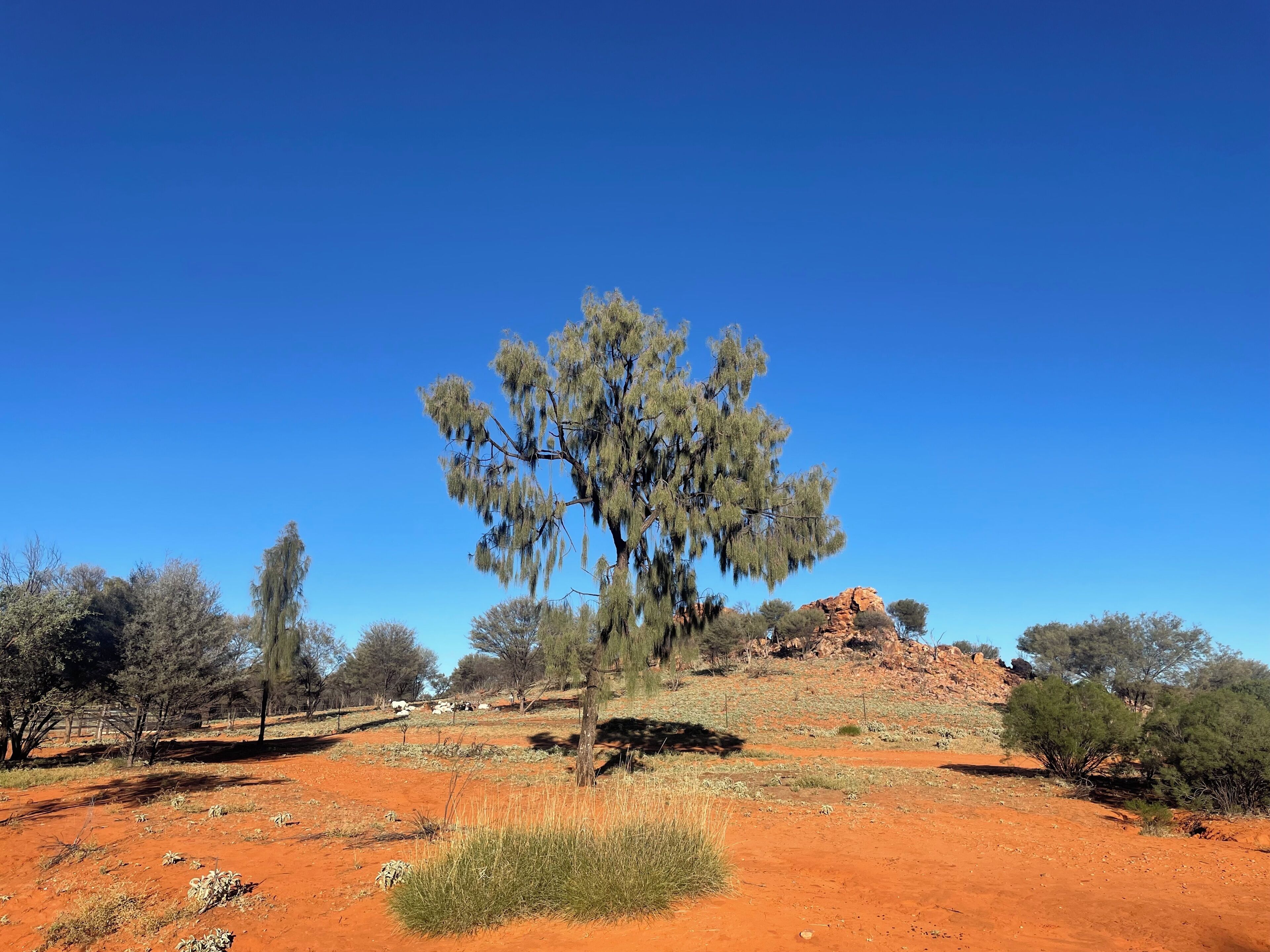 A landscape with a prominent tree, red soil, and sparse vegetation.