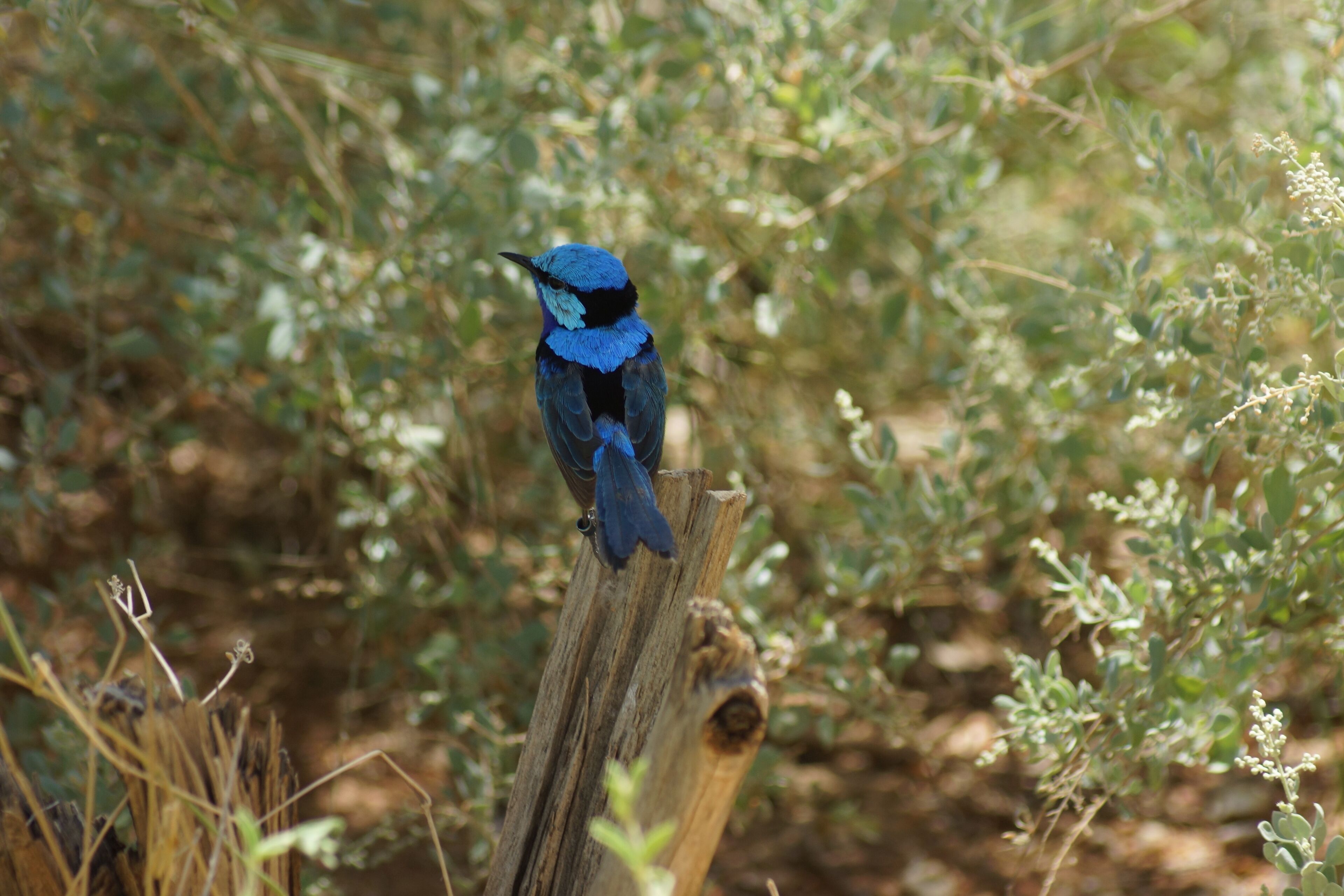 Ein Vogel sitzt auf einem Holzpfosten, umgeben von viel Grün.