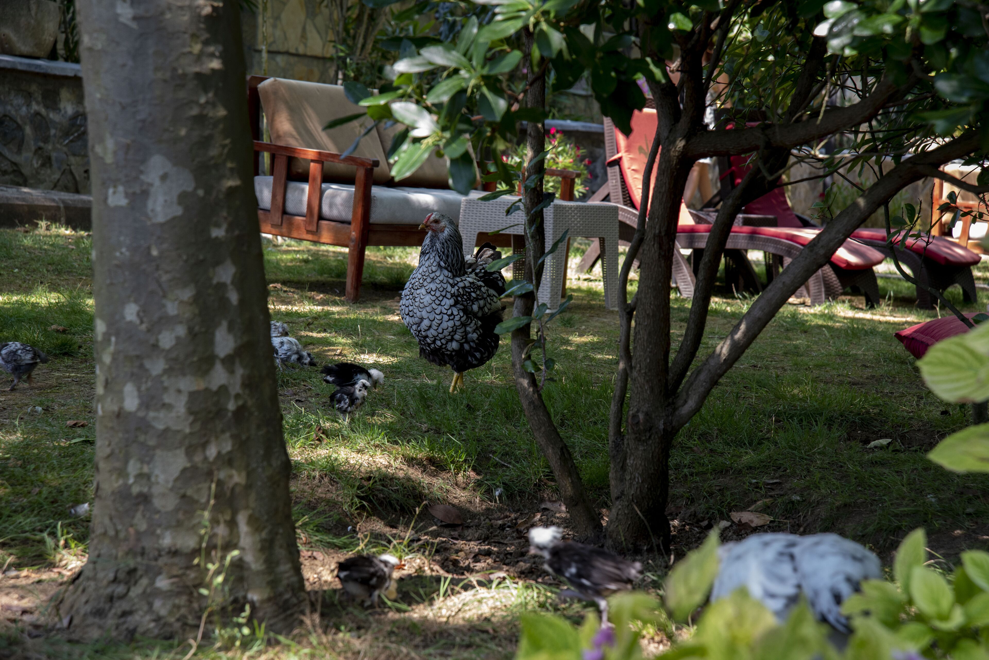 A tree with a hanging feeder, a chair, and a lawn area.