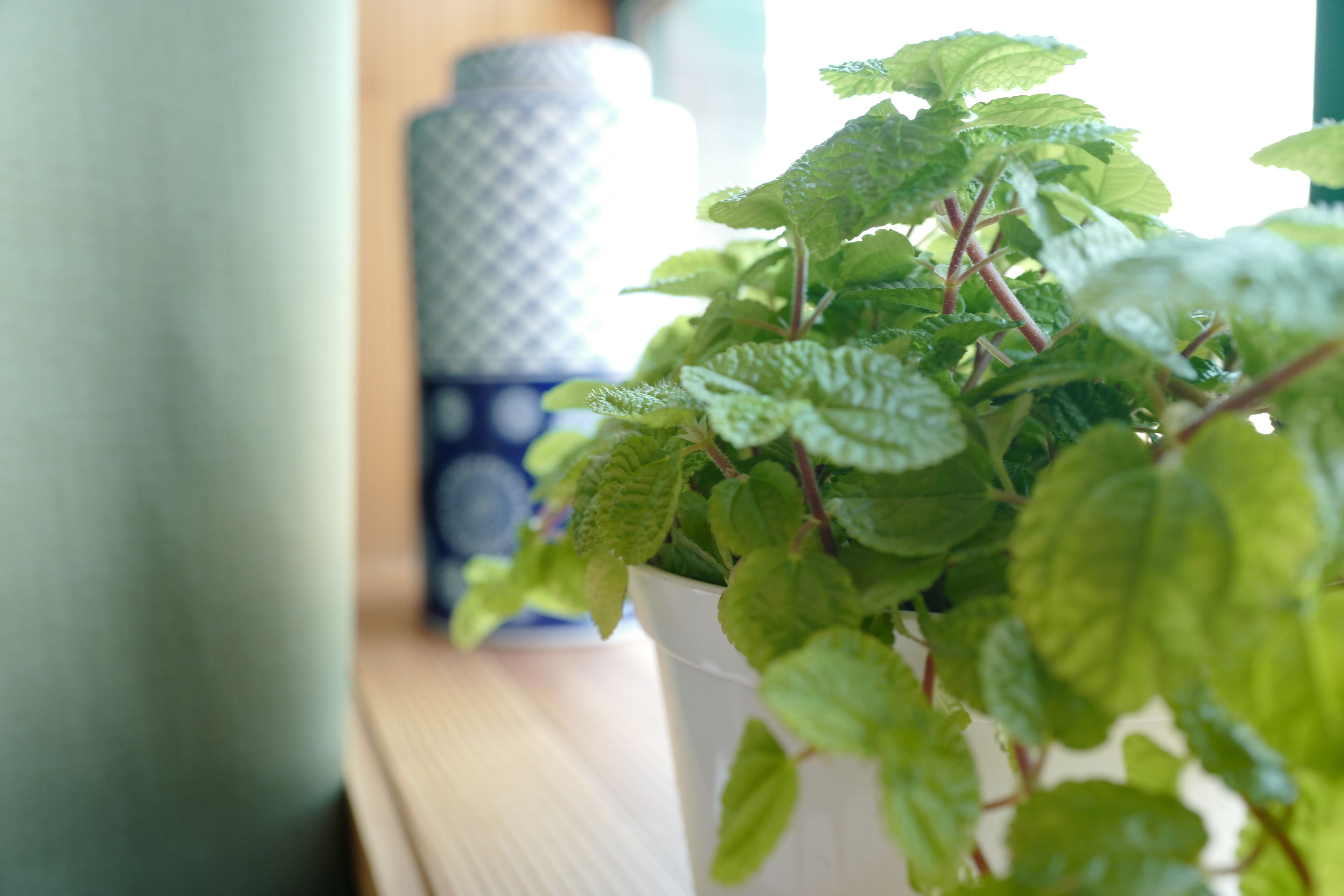 A potted plant with green leaves in a white pot on a wooden surface.