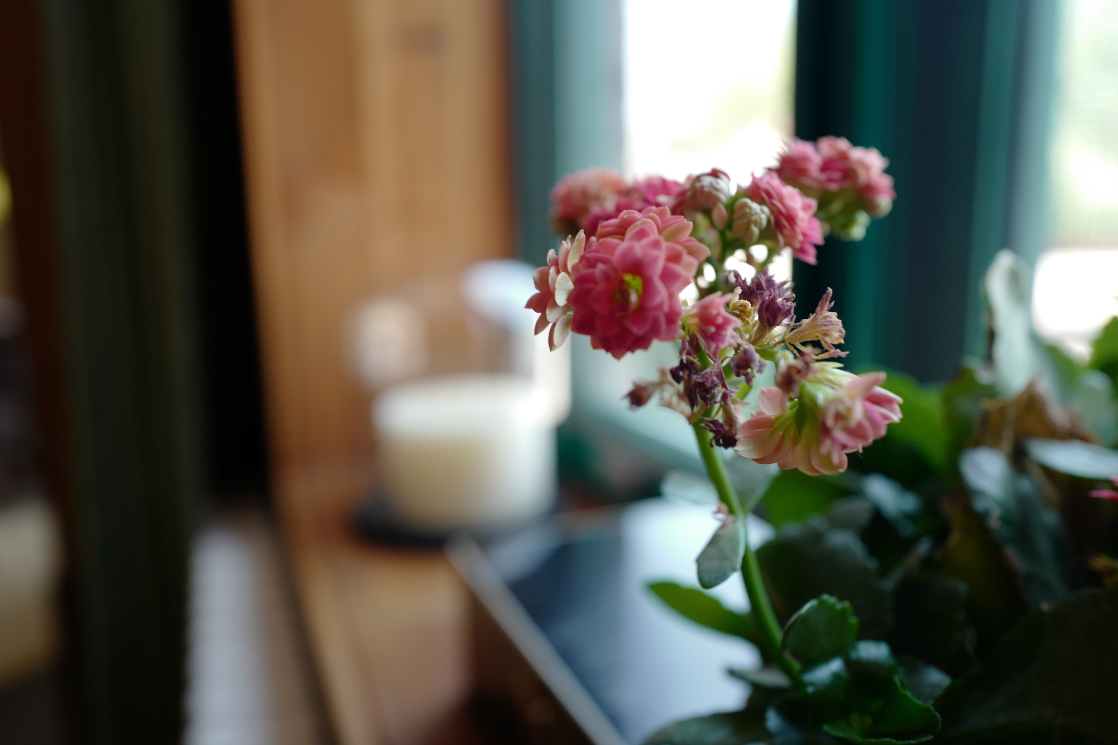 A potted plant with pink flowers on a wooden surface.