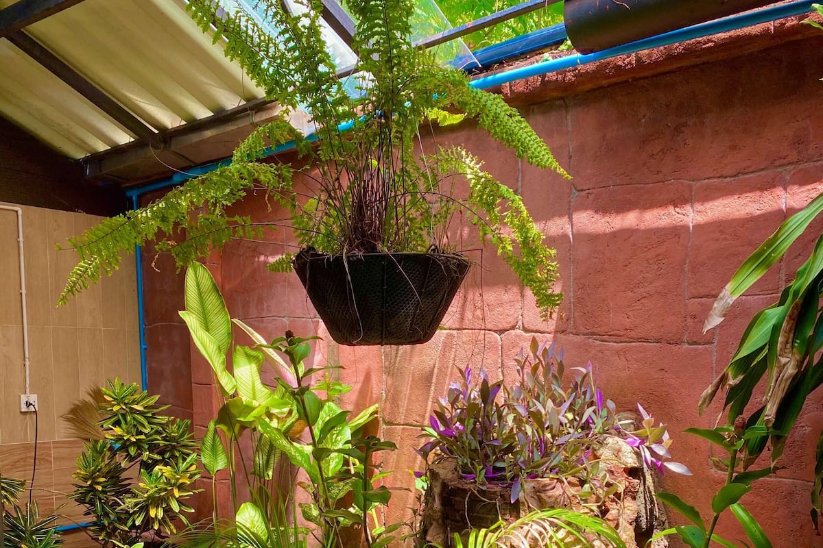 Diversas plantas em vasos dispostas sobre um chão de azulejos, com telhado de metal acima.