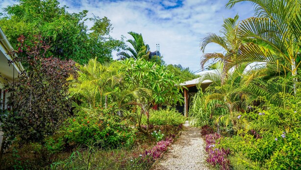 A garden pathway surrounded by lush greenery and various plants. - Nungwi House (Nungwi)