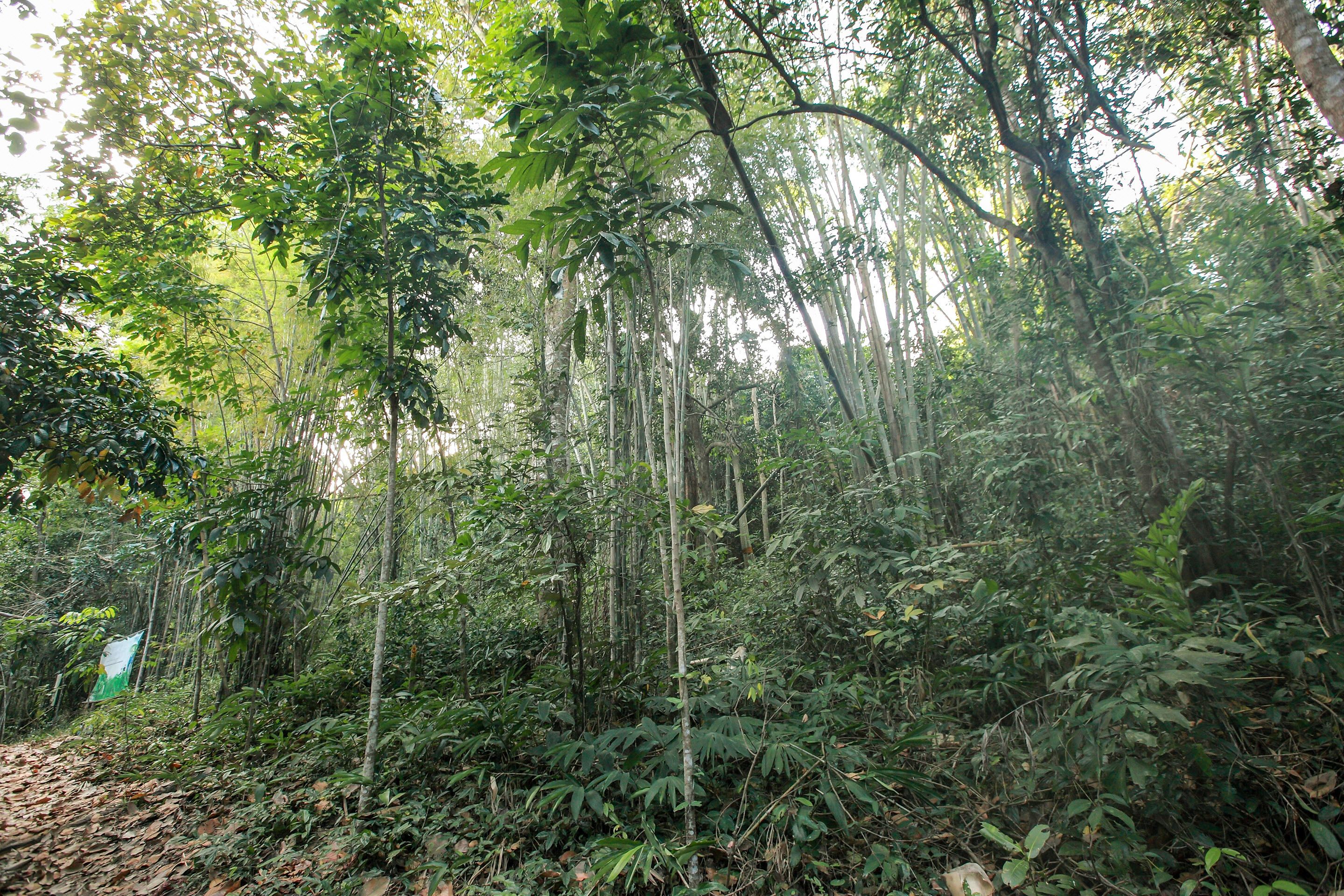 Un bosque tupido con altos bambúes y diversa vegetación.