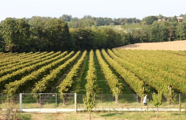 Property grounds - Agriturismo Caspineda (Montebelluna)