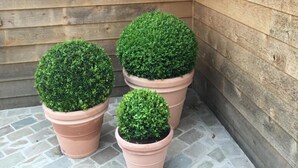 Una esquina de un edificio con paredes de madera y piso de baldosas. Hay tres macetas de terracota con plantas verdes.