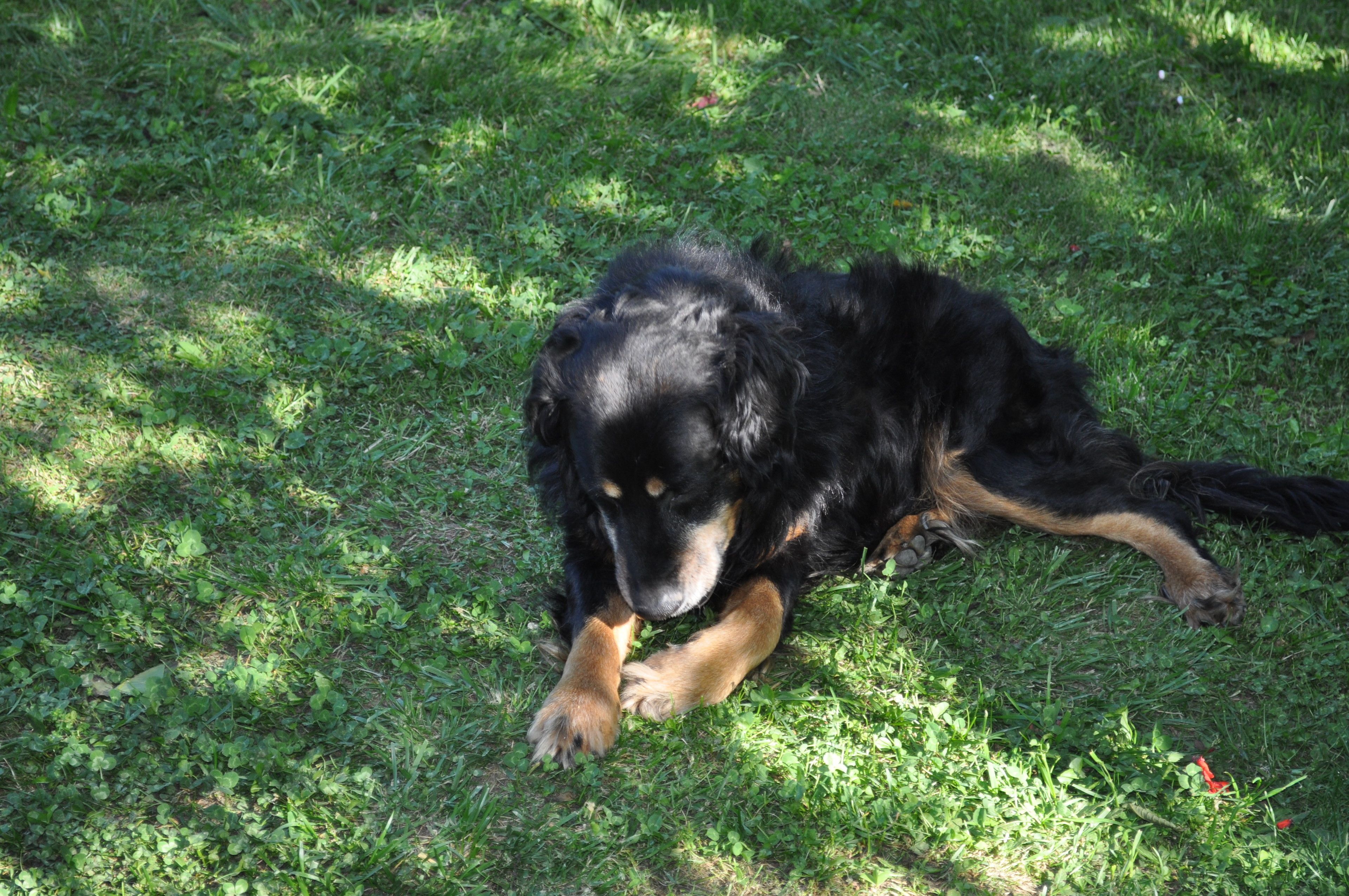 Un chien allongé sur l'herbe.