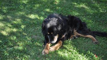 Un chien allongé sur l'herbe.