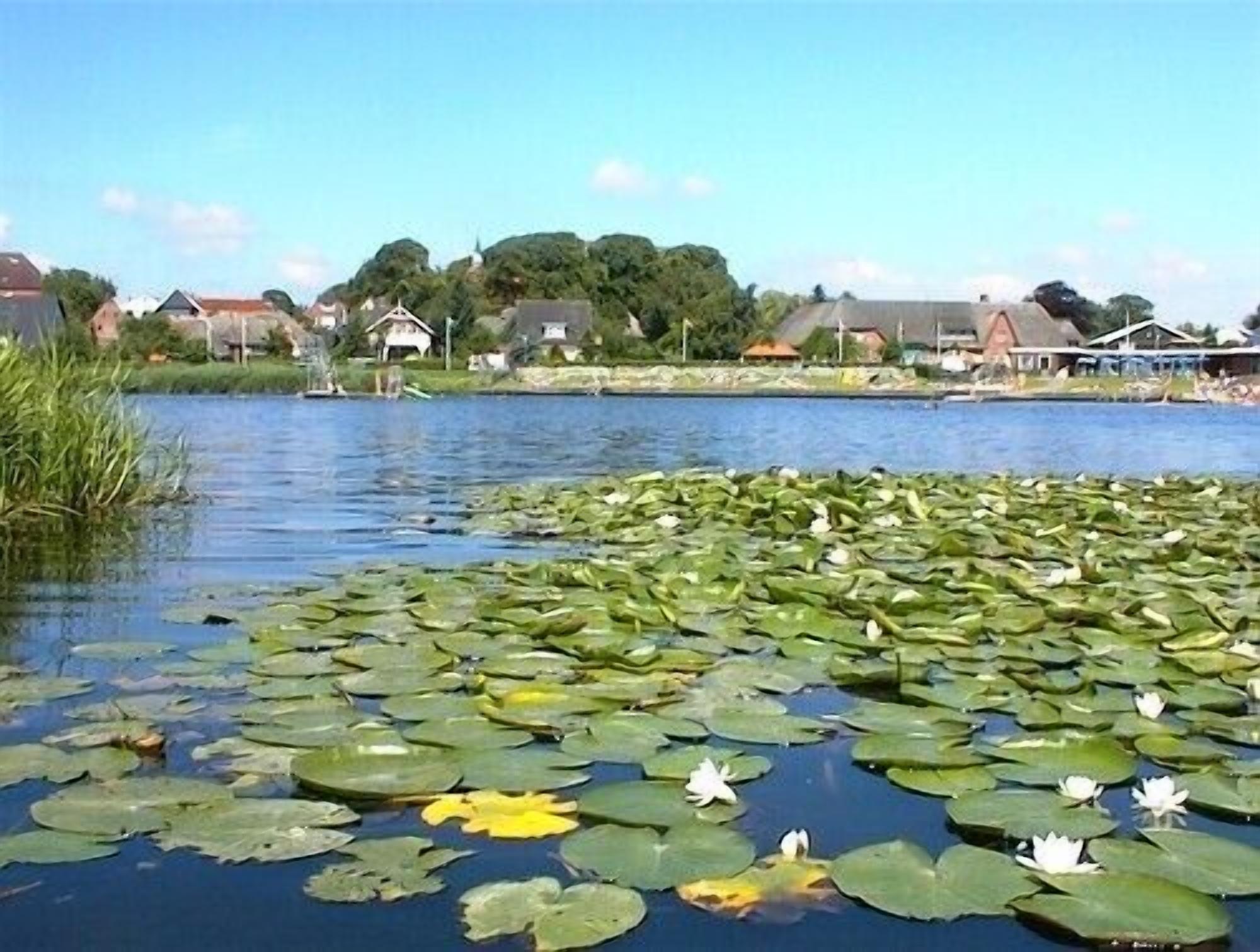 A calm lake with lily pads and white water lilies, surrounded by houses and greenery.