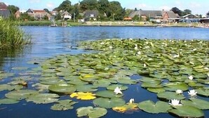 A calm lake with lily pads and white water lilies, surrounded by houses and greenery.