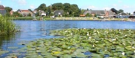 A calm lake with lily pads and white water lilies, surrounded by houses and greenery.