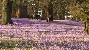 A park with purple flowers and trees.
