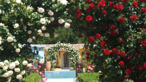 A pathway leading to a building with a tiled entrance, surrounded by lush greenery and a variety of roses. - Gîte Le RIAD quiet vacation home swimming pool and jacuzzi garden Carpentras (Carpentras)