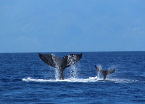 A whale breaching the ocean surface, creating a large splash. - Maui Tranquility ... Relax, Unwind and Feel Welcomed! (Kihei)