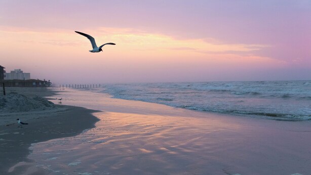 Ein Strand mit einer fliegenden Möwe, einem Pier im Hintergrund und dem Meer.