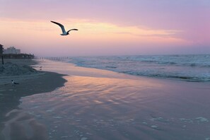 Una playa con una gaviota volando, un muelle al fondo y el océano.
