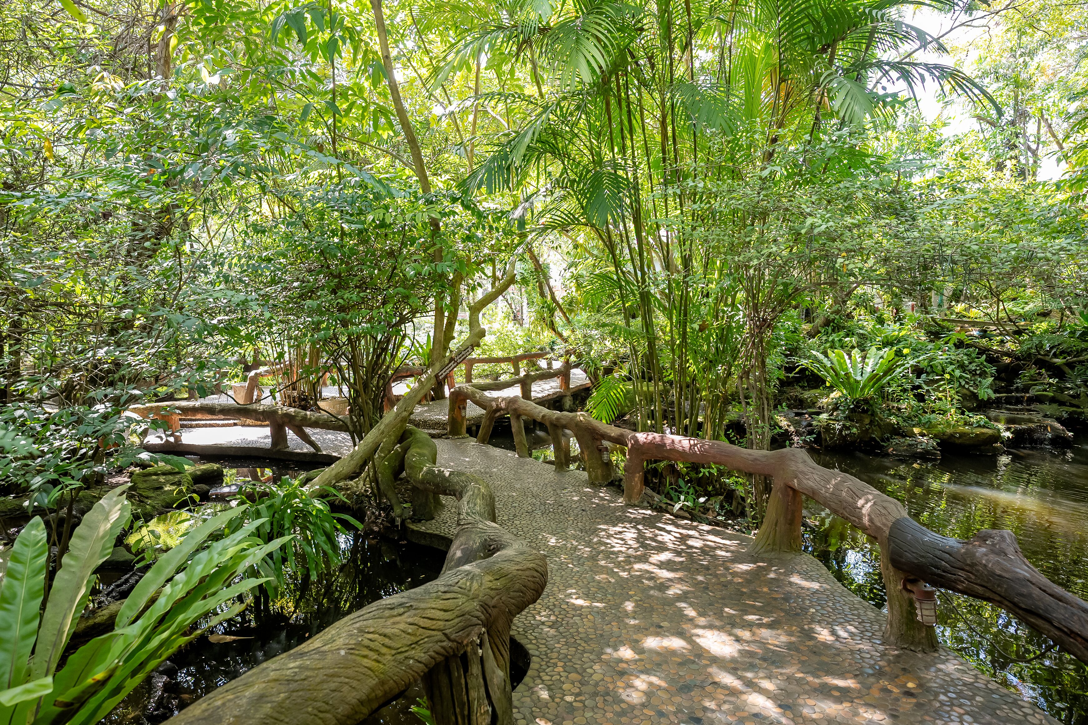 A wooden bridge over a stream in a lush, green forest.