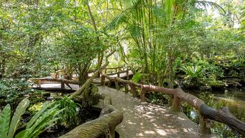 A wooden bridge over a stream in a lush, green forest.