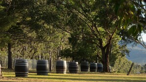A row of large black barrels lined up in a grassy field with trees in the background. - Harkham Lodge (Pokolbin)