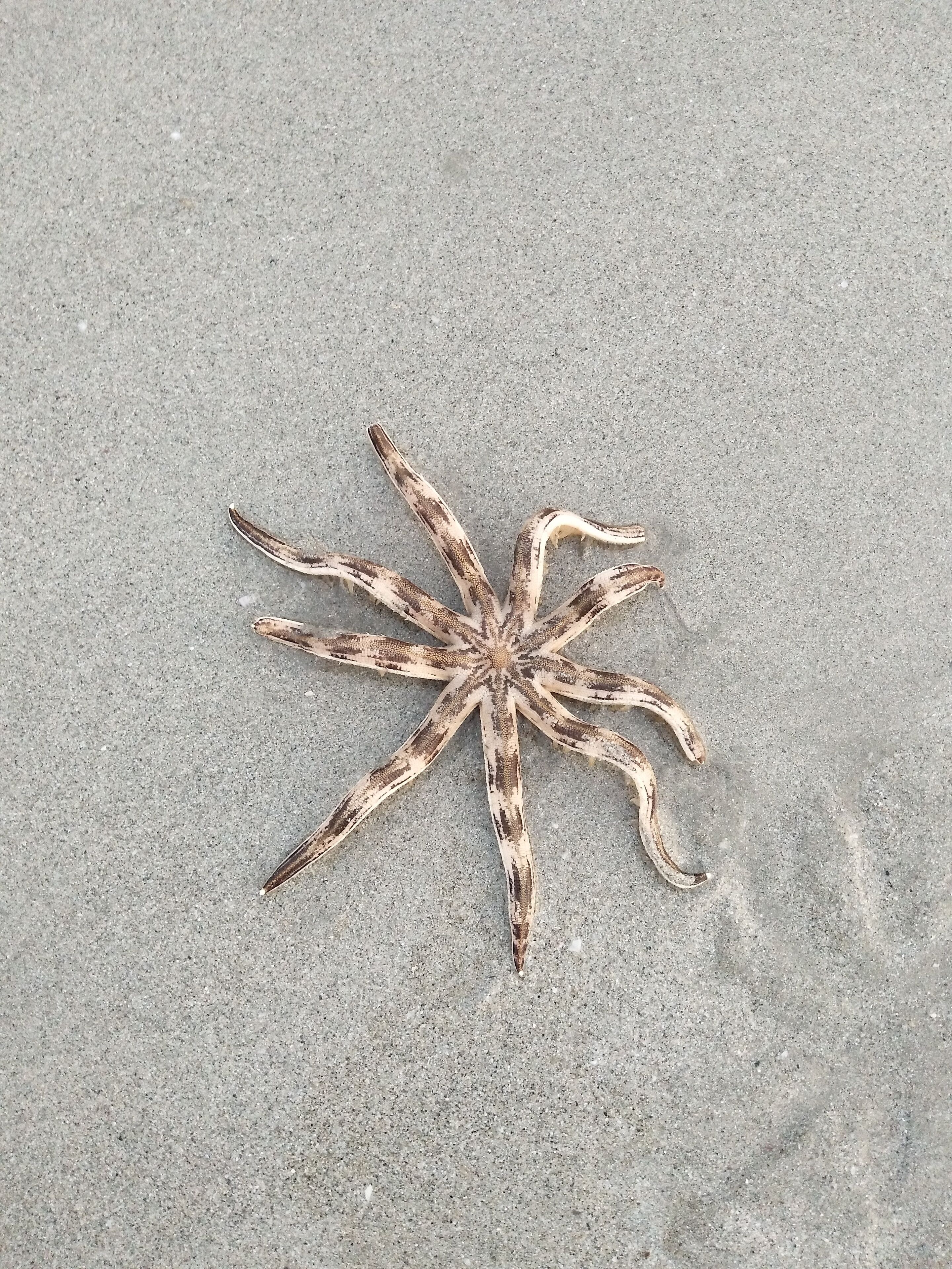 A starfish on a sandy surface.