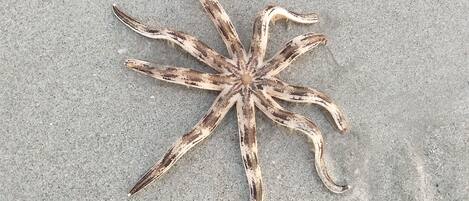 A starfish on a sandy surface.