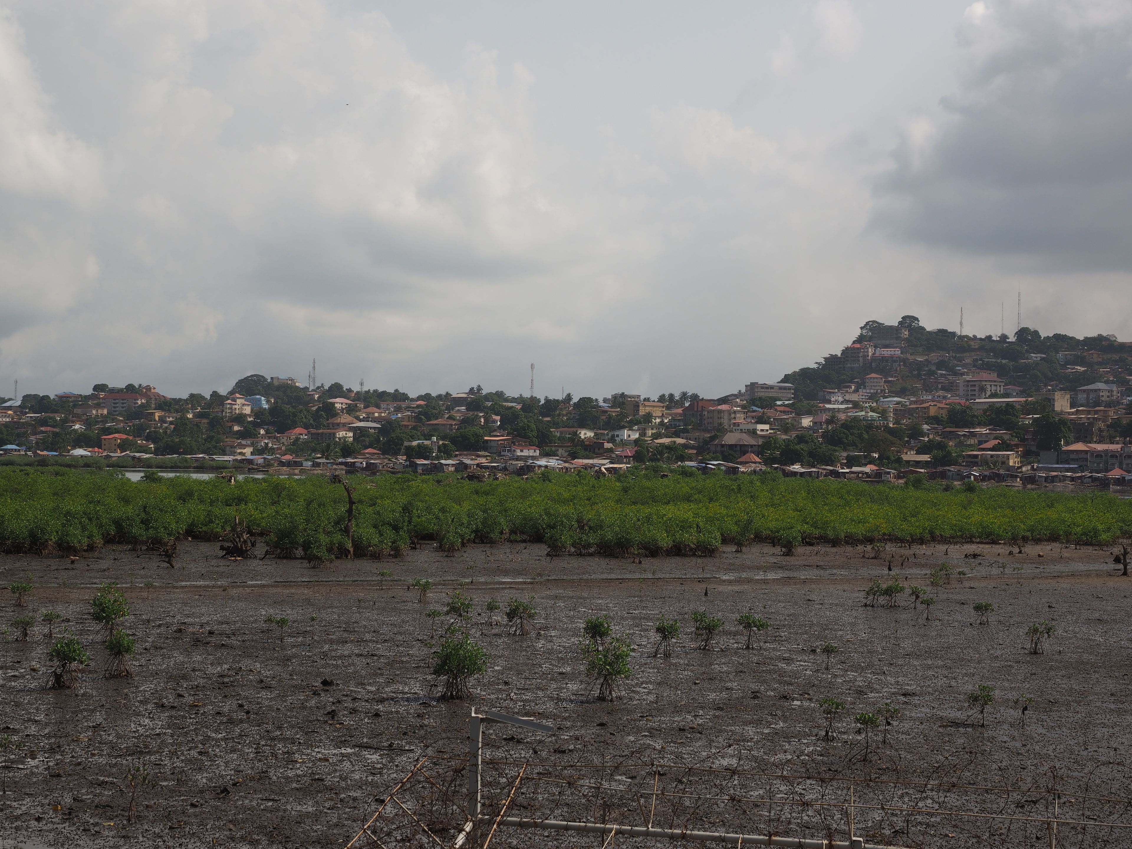 A rural landscape with a field of young trees and a distant town.