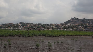 A rural landscape with a field of young trees and a distant town.