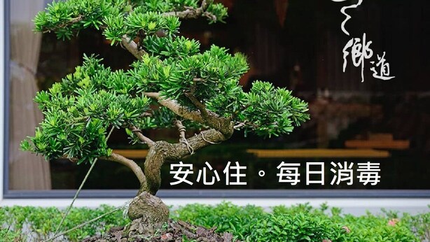 A bonsai tree in a pot. - Country Road B&B (Toucheng)