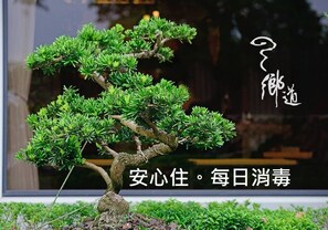 Un árbol bonsái en una maceta.