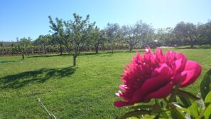 A garden with a prominent pink flower in the foreground, a grassy area, and trees in the background.