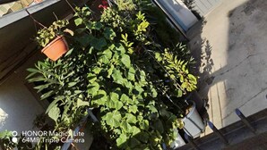A building with a balcony, potted plants, and a basketball hoop.